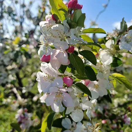 Pietre Focaie - Campagna&relax Montemassi